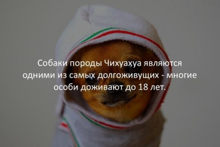 20 Случайных И Жутко Интересных Фактов Обо Всем На Свете
