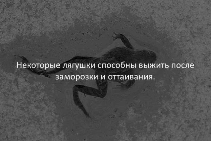 20 Случайных И Жутко Интересных Фактов Обо Всем На Свете