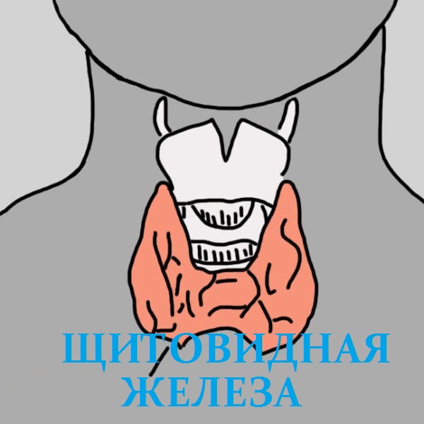 12 признаков того, что надо проверить щитовидную железу. Скрытый враг — гипотиреоз.