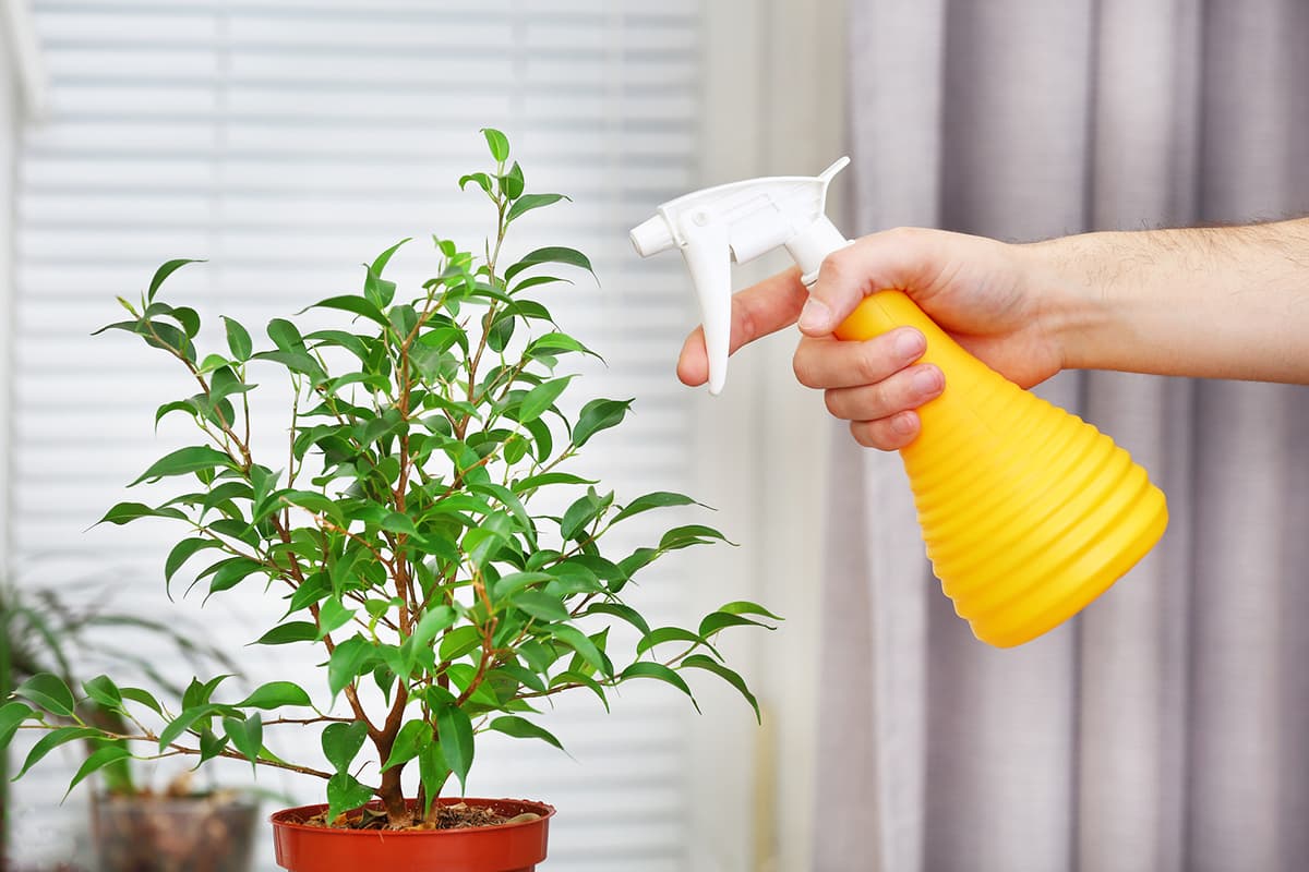 Почему хозяйственное мыло защищает растения