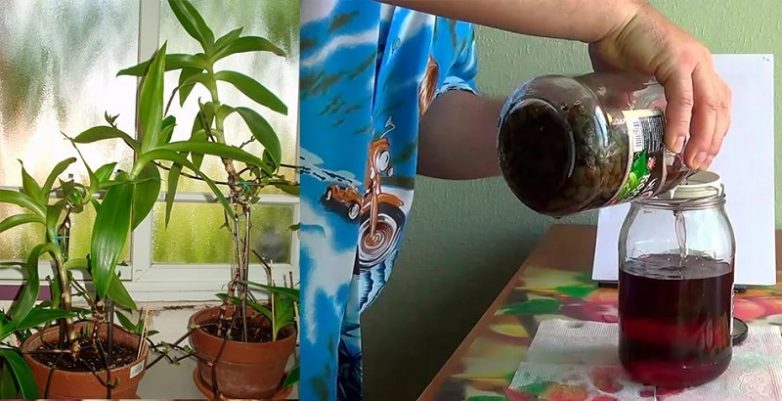Как самим сделать настойку из золотого уса